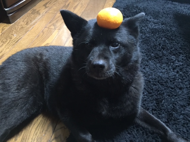 鏡餅犬 レントライフ